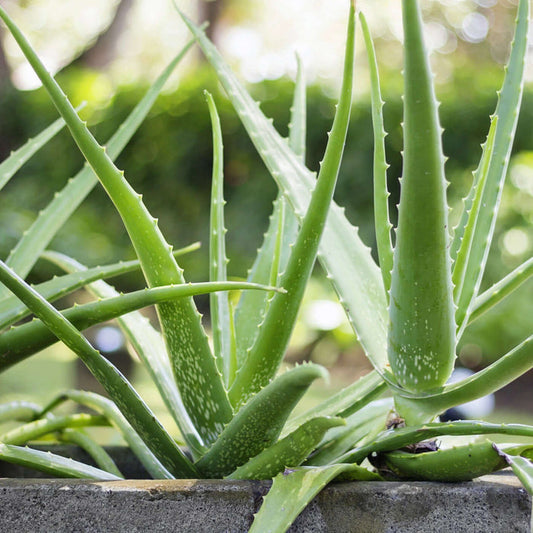 Aloe Vera Plant (7889241833727)